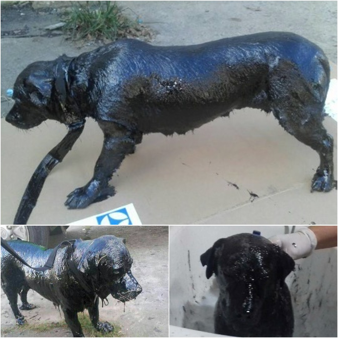 Let’s honor the animal lovers who rescued the dog covered in tar – true heroes!