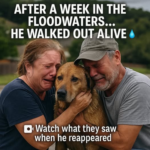 A Miracle During the Flood: Texas Family Reunites with Their Missing Dog