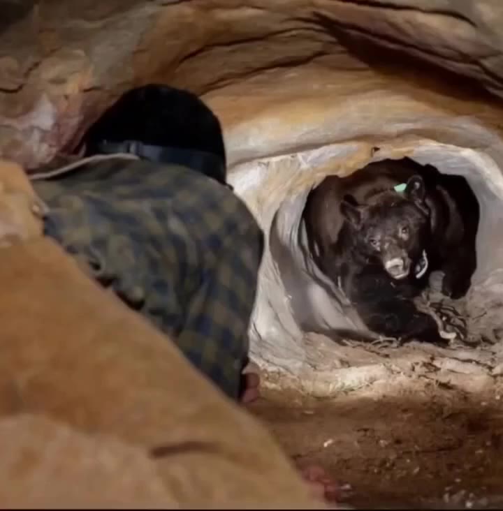 “The Untold Reality: A Terrifying Encounter Deep in the Wild”