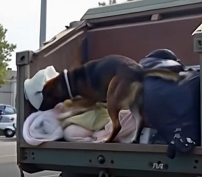 K9 Suddenly Barked at a Passing Garbage Truck — The Discovery Inside Led to a Life-Saving Rescue of a Baby