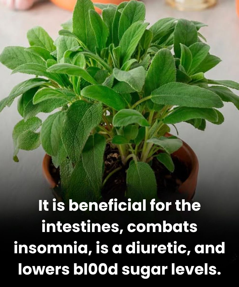 The Benefits of This Essential Culinary Plant for Brain Health in Adults Over 60