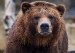 Bear Caesar Freed After Years in a Harmful Vest