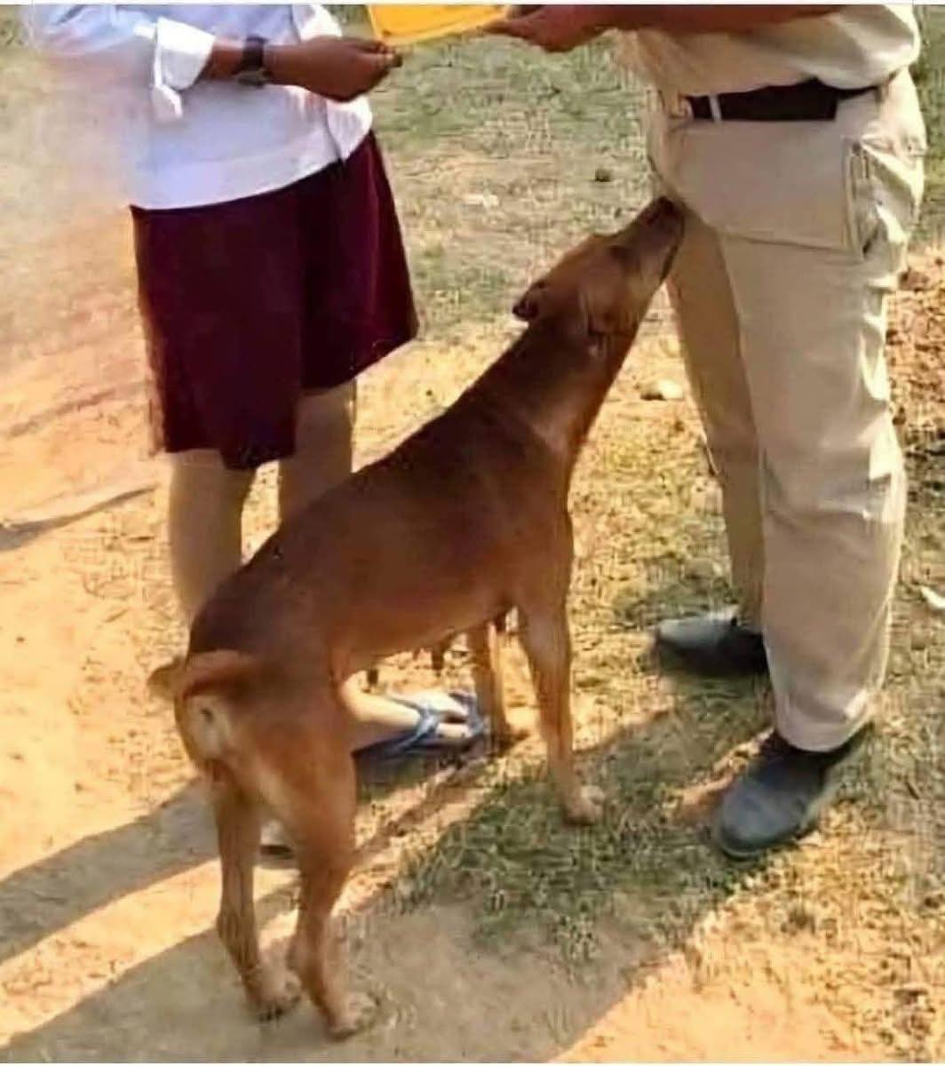 If your dog is sniffing your genital area, it means you have!