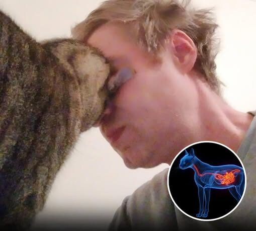 Cat Headbutting Explained: Why They Do It and What It Means