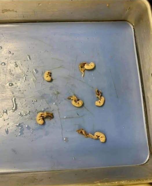 They Thought It Was Nothing—Until They Looked Closer