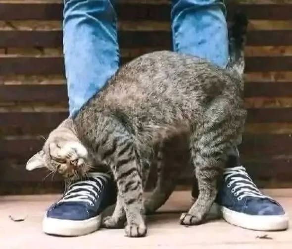 Did you know that a cat rubs against you when it notices you have…