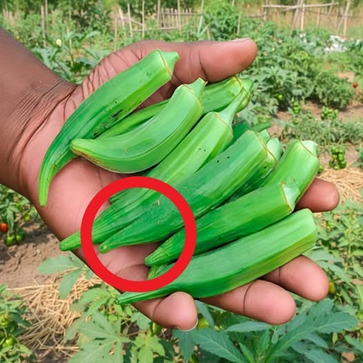Doctors reveal that eating okra causes …See more