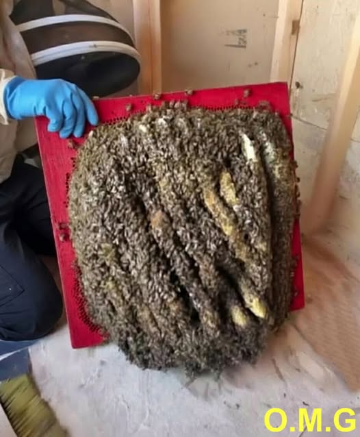 Since we recently bought this house, everything seemed perfectly fine