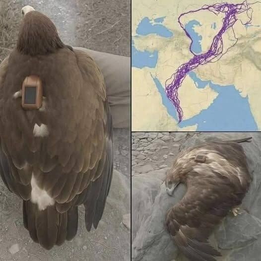 The Remarkable Journey of a Migrating Eagle: Lessons in Nature, Resilience, and Awareness.