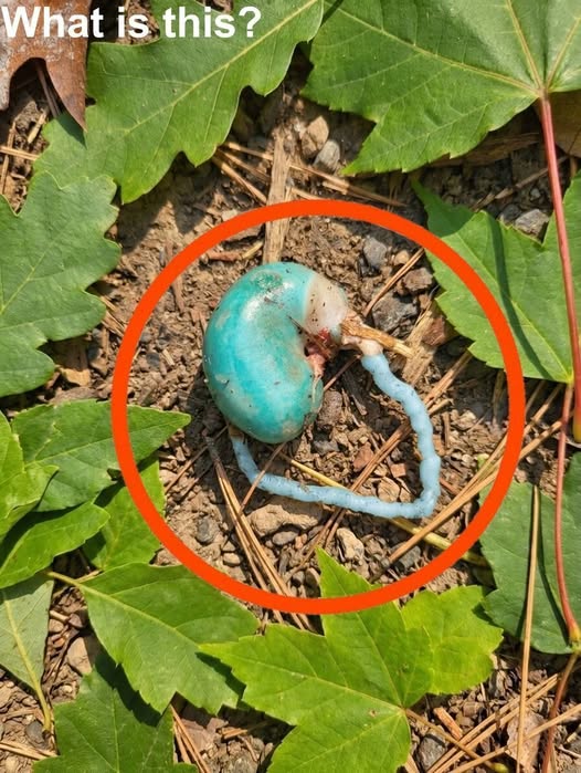 Blue Orgαn in the Woods.. The tail thing was fleshy.