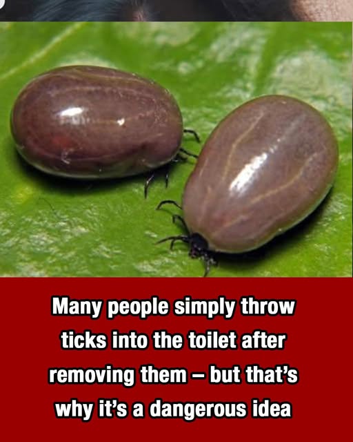 How to properly dispose of ticks if you find one