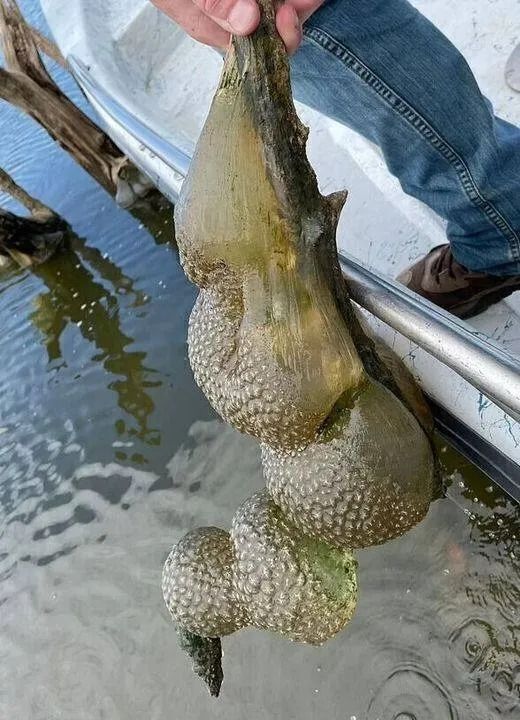 Mysterious ‘alien egg pod’ pulled from Oklahoma lake, officials warn not to be ‘alarmed’