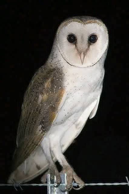 Don’t look them in the eye. Don’t insult them. And above all—listen carefully. Your fate could depend on it.