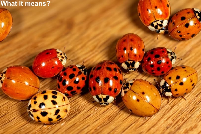 If you spot yellow ladybugs around your house, DON’T confuse them with the RED ones!