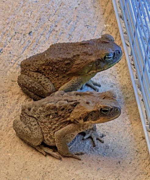 Did you know that toads come to your house when…See more